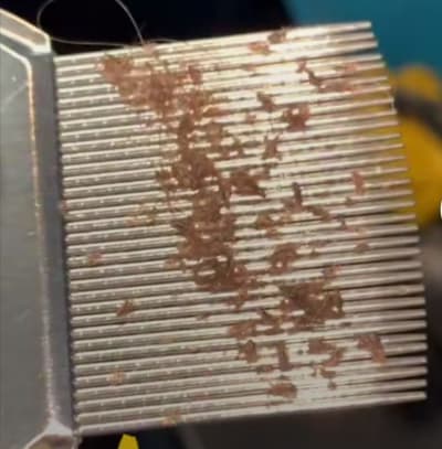 Girl lice comb