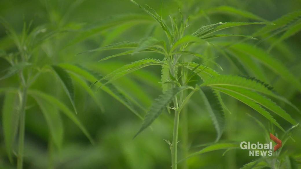 Click to Play Video: 'OPP Sees Increase in Illegal Marijuana Grow Operations in Peterborough Area, Cannabis Advocates Criticize Market'