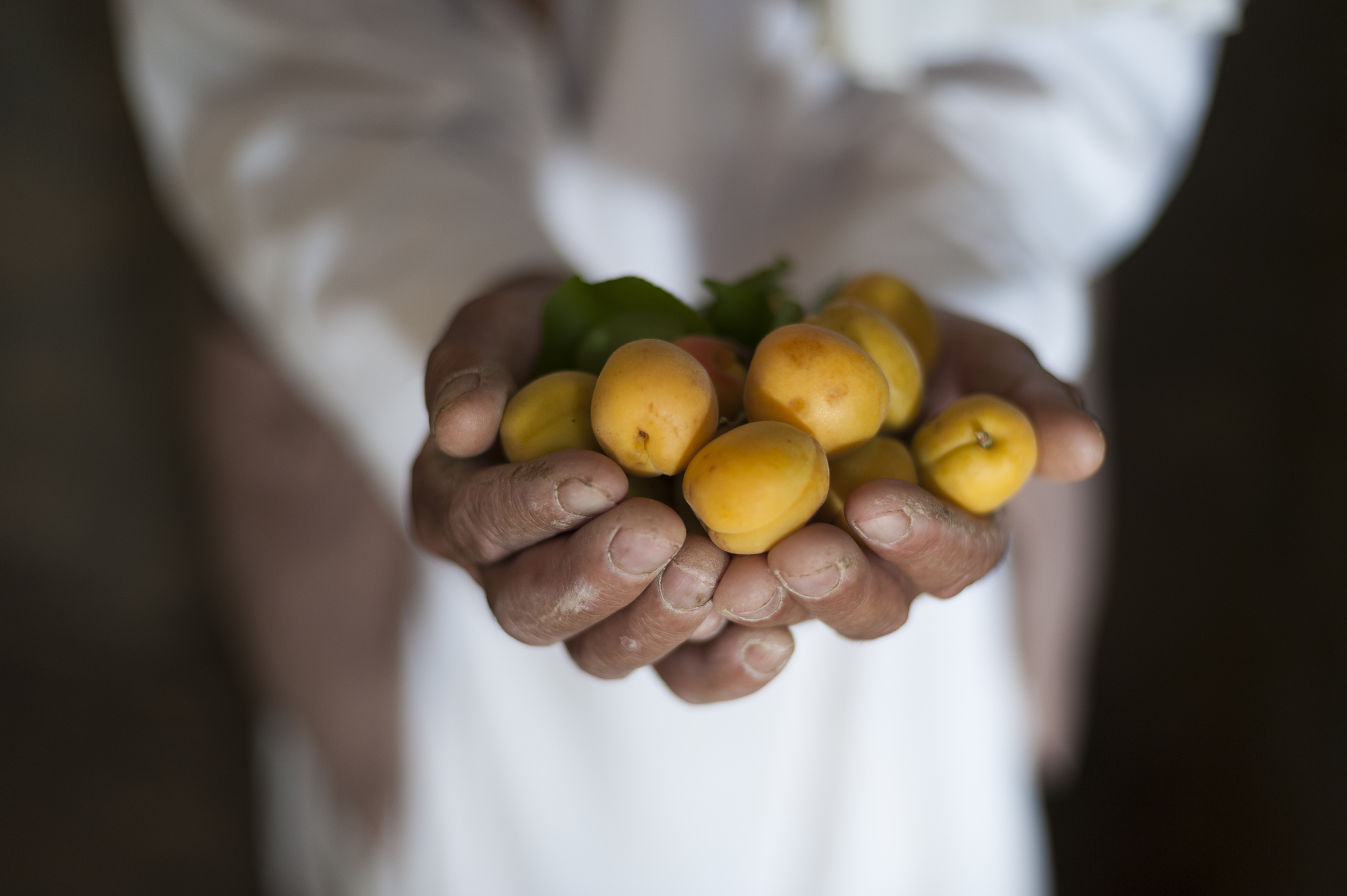 Hands of a man leaning with fruits in hand