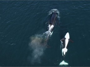 The new BC-produced documentary Coextinction focuses on the danger to southern resident killer whales due to collapsing salmon populations and centuries of injustice against indigenous peoples.