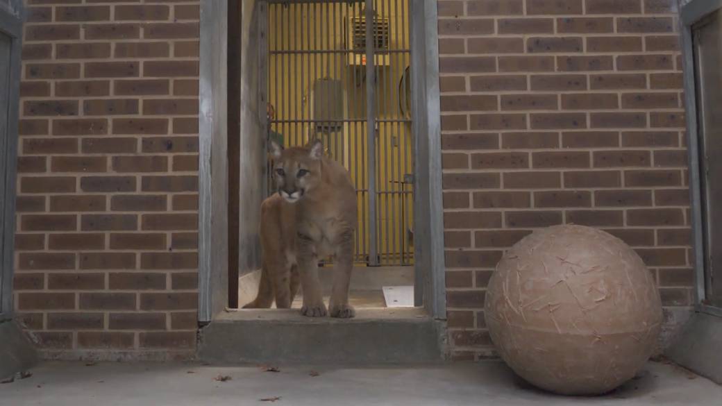 Click to play video: 'Pet Puma Removed from New York City Apartment'