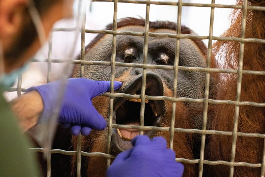Budi, one of three adolescent orangutans at the zoo, shows his teeth as part of a study that tracks when orangutans grow adult teeth.