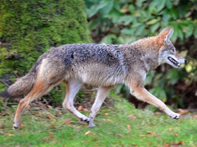The Vancouver park board will vote tonight on the possibility of introducing new fines for those caught finding wild animals in city parks.