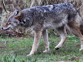 A coyote near the Lost Lagoon in Stanley Park, pictured last April in a photo taken by Bernie Steininger, who was strolling through the park.