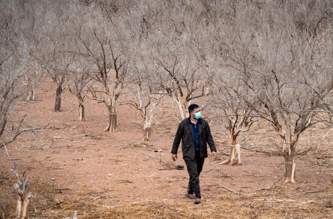 A farmer walks in the middle of his orange trees dried up by the lack of water, in Agadir (Morocco), in October 2020.