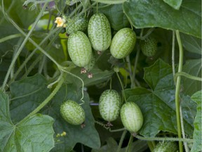 Cucamelons are about the size of grapes and are most crisp when picked young, only about 1 inch long.
