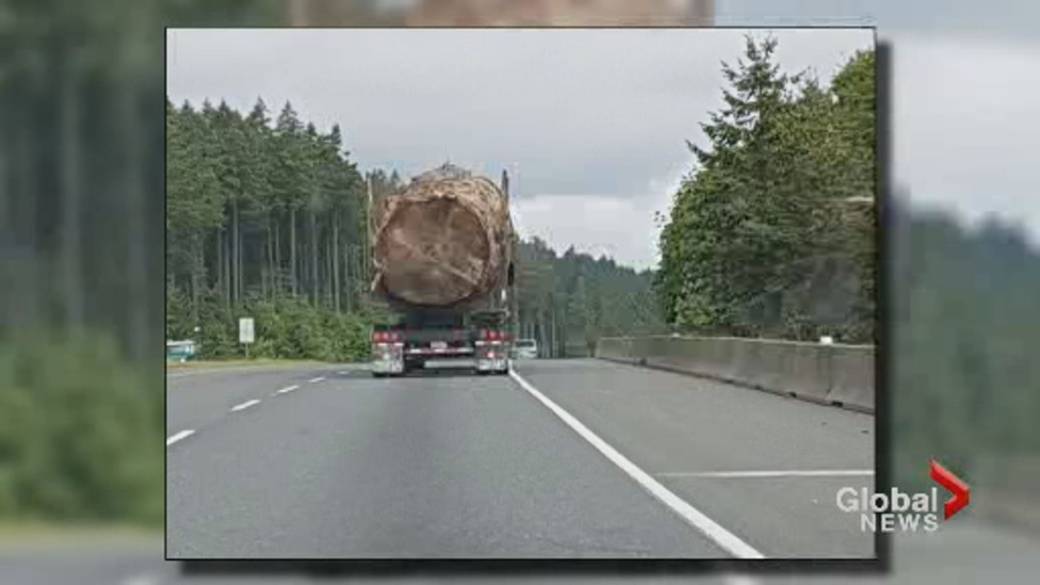 Click to play video: 'Viral photo of large log attracts international attention'