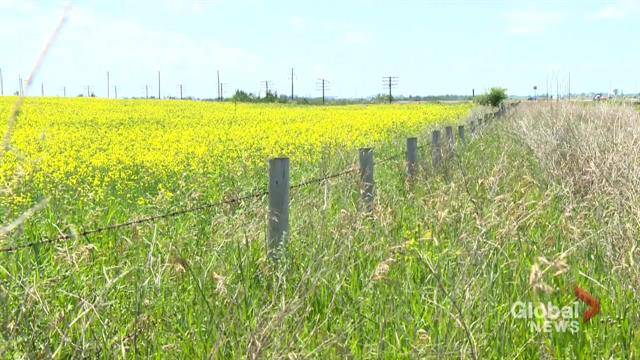 Click to play video: 'Tension with China grows with blow to Canadian canola growers'