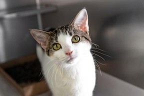 Catara, a 3-year-old shorthair domestic cat, is waiting for her forever home at the Humane Society of Toronto.