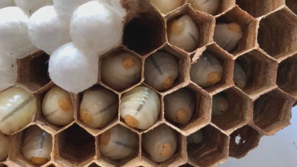 Click to play video: '' Murder Hornets 'buzzing closer to BC'