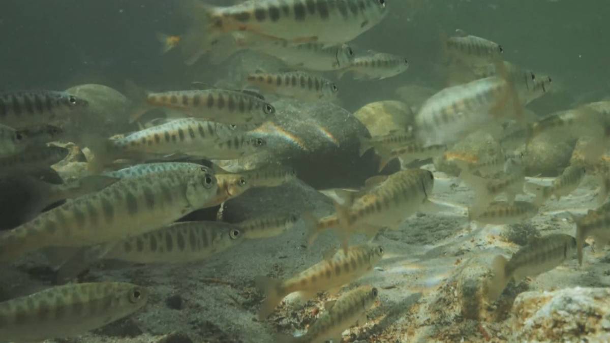 Click to play video: 'Recovering the Fraser River Salmon Stock'