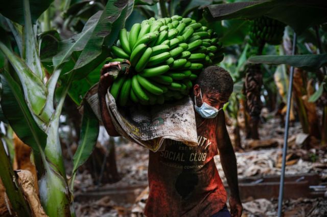 A worker in a banana plantation on La Palma loads a bunch of bananas before the volcano erupts