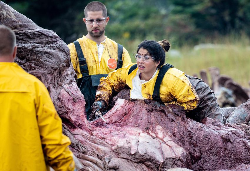 Marine Animal Response Society volunteer Mili Sánchez (right) uses a knife to separate the skeleton from the meat as Warren Pinder watches during the removal of a female blue whale carcass at Crystal Crescent Beach near Sambro, NS, on 16 September 2021.