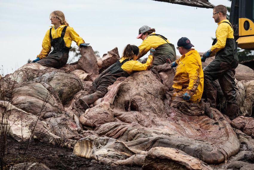 Workers tend to the remains of a female blue whale near Sambro, NS After the meat is removed, the bones will be cleaned and the way to do this is to bury them in a compost of manure and sawdust in an oxygen rich environment on the course one year.