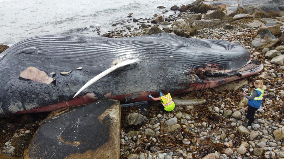 Researchers collect samples from the carcass of a female blue whale. "Whenever we get the call, our hearts immediately sink," says Danielle Pinder of the Marine Animal Response Society.