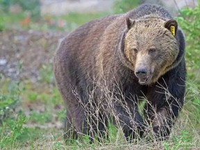 The BC Conservation Officials Service says a grizzly bear attack occurred Wednesday morning near the town of Granisle near Lake Babine, about 100 kilometers north of Lake Burns.