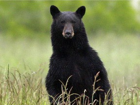 Eight bears have had to be destroyed in the Tofino-Ucluelet region so far this year.