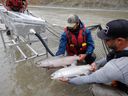 Migratory salmon, which were caught in a net, are held during a tagging operation near the Big Bar landslide on the Fraser River northwest of Clinton, British Columbia, Canada, on July 18, 2019. 