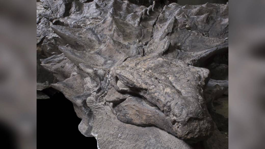 Click to play video: 'Canadian Dinosaur Research Recognized by CNN and National Geographic'