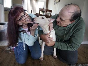 Lorraine Attwood and her son James Attwood are shown with Maggie, a 7-year-old Bull Terrier on Thursday, September 23, 2021 at their home in Windsor.  Lorraine Attwood recently adopted her.  Maggie was part of a group of dogs from the United States that were sent to the city for adoption.