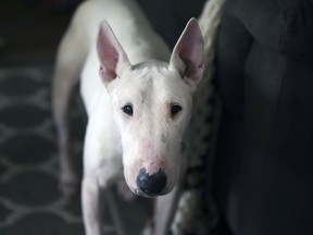 Maggie, a 7-year-old Bull Terrier, is shown at her new home in Windsor on Thursday, September 23, 2021. Lorraine Attwood recently adopted her.  Maggie was part of a group of dogs from the United States that were sent to the city for adoption.