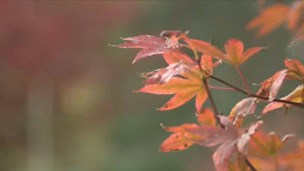 Click to play video: 'The science behind the beauty of fall'