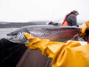 An Atlantic salmon is seen during a Department of Fisheries and Oceans fish health audit at a fish farm near Campbell River, BC, on Wednesday, October 31, 2018. The federal government says it is eliminating fish farms along a key stretch of a wild salmon migration.  in the waters of British Columbia in the next 18 months.