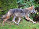Two children are among the last three victims of coyote attacks in Stanley Park.