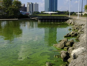 An algae bloom from Lake Erie appears in the boat basin at International Park in Toledo, Ohio, in this 2017 file photo.