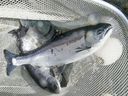 The study, published in the scientific journal Science Advances, says that evidence now suggests the virus spreads continuously between farmed and wild Pacific salmon as they migrate beyond farms.