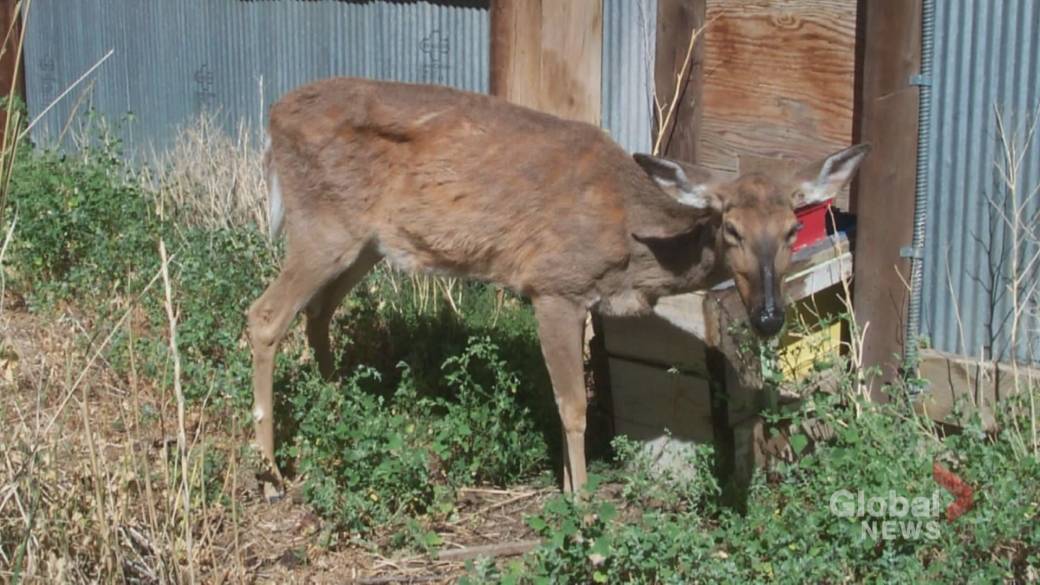 Click to Play Video: 'Deadly Wildlife Disease Could Be Transmitted to Humans: U of C Study'