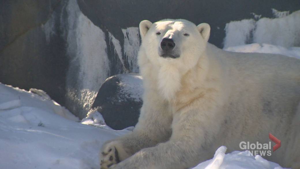 Click to Play Video: 'Polar Bears Come to Calgary Zoo Thanks to $ 15.5 Million Canadian Wilds Expansion'