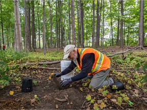 Volunteer to rid Mackenzie King Park's Dora Wasserman Forest of invasive buckthorn and replace it with native species.