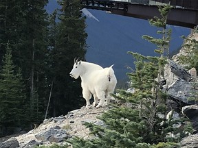 A mountain goat by the side of the road near Jasper.