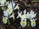 Dwarf lilies like this 'Katherine Hodgkin' are among the many small flower bulbs that fit well in gardens.