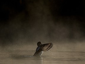 A duck flaps its wings as mist rises from the water in the pond at Edmonton's Hawrelak Park, Thursday, Oct. 7, 2021. Photo by David Bloom