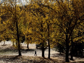 The midday sun reflects off fallen leaves as a pedestrian walks along a path in Edmonton's Rundle Park, Friday, Oct. 8, 2021. Photo by David Bloom