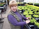 Wanda Latourneau, City Horticulture Manager, works at Lanspeary Greenhouses on November 21, 2017. The City Parks Department is proposing a study to determine whether to repair aging greenhouses or replace them with a new, more efficient operation in Jackson Park.  . 