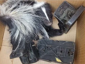 This skunk was brought to Critter Care in Langley in August.  Nathan Wagstaffe says that like most animals brought to Critter Care injured by traps, the skunk was so badly injured that it had to be euthanized.
