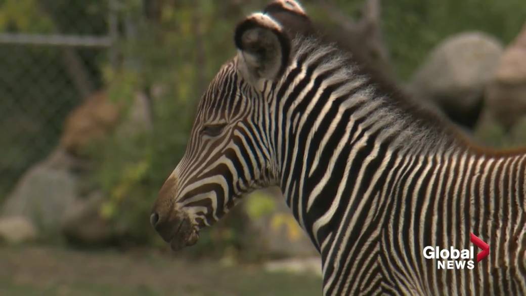 Click to play video: 'Edmonton Zoo Announces Rare Kind of Zebra'
