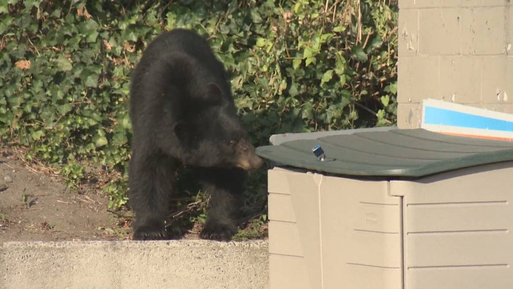 Click to play video: 'Whistler Woman handed over $ 60,000 in fines for regularly feeding bears'