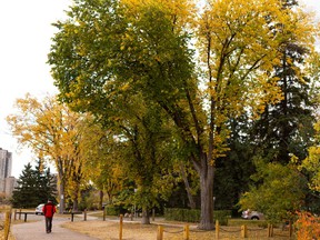 Fall colors are seen in the river valley at 77 Street and Jasper Avenue in Edmonton, Thursday, Sept. 24, 2020.