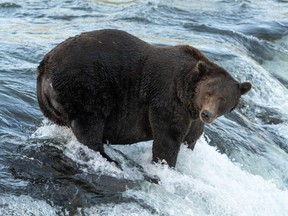 Brown bear 151 is found in a river looking for salmon to fatten up before hibernation in Alaska's Katmai National Park and Preserve on September 13, 2021.
