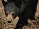 A Whistler woman was fined $ 60,000 for feeding black bears from her home in 2018.