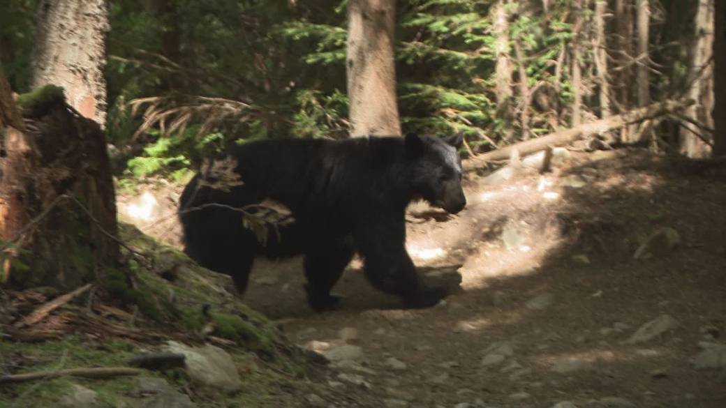 Click to play video: 'Whistler locals notice more close encounters with bears'