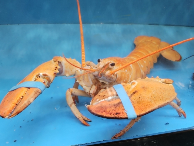 This rare orange lobster was found in a Kincardine, Ontario store.