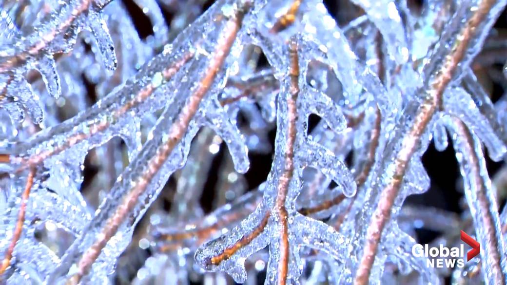 Click to play video: 'Hydro One reports outages in Shelburne, Ontario.  Like trees, power lines covered in ice '