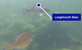 New species of fish have found a home on previously polluted port lands.  Toronto Boardwalk