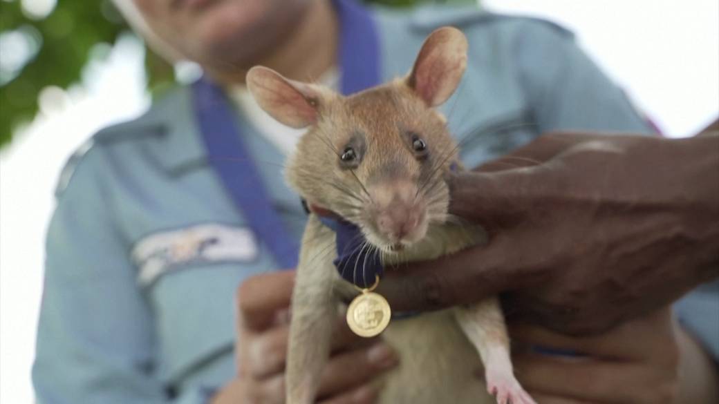 Click to play video: 'Rat wins gold medal for his career in smelling landmines in Cambodia'