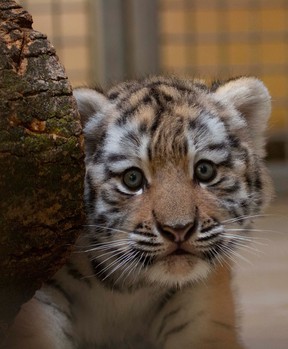 The Toronto Zoo released a photo of its baby Amur Tiger in July.  Tigers are among the animals scheduled to receive the COVID vaccine.